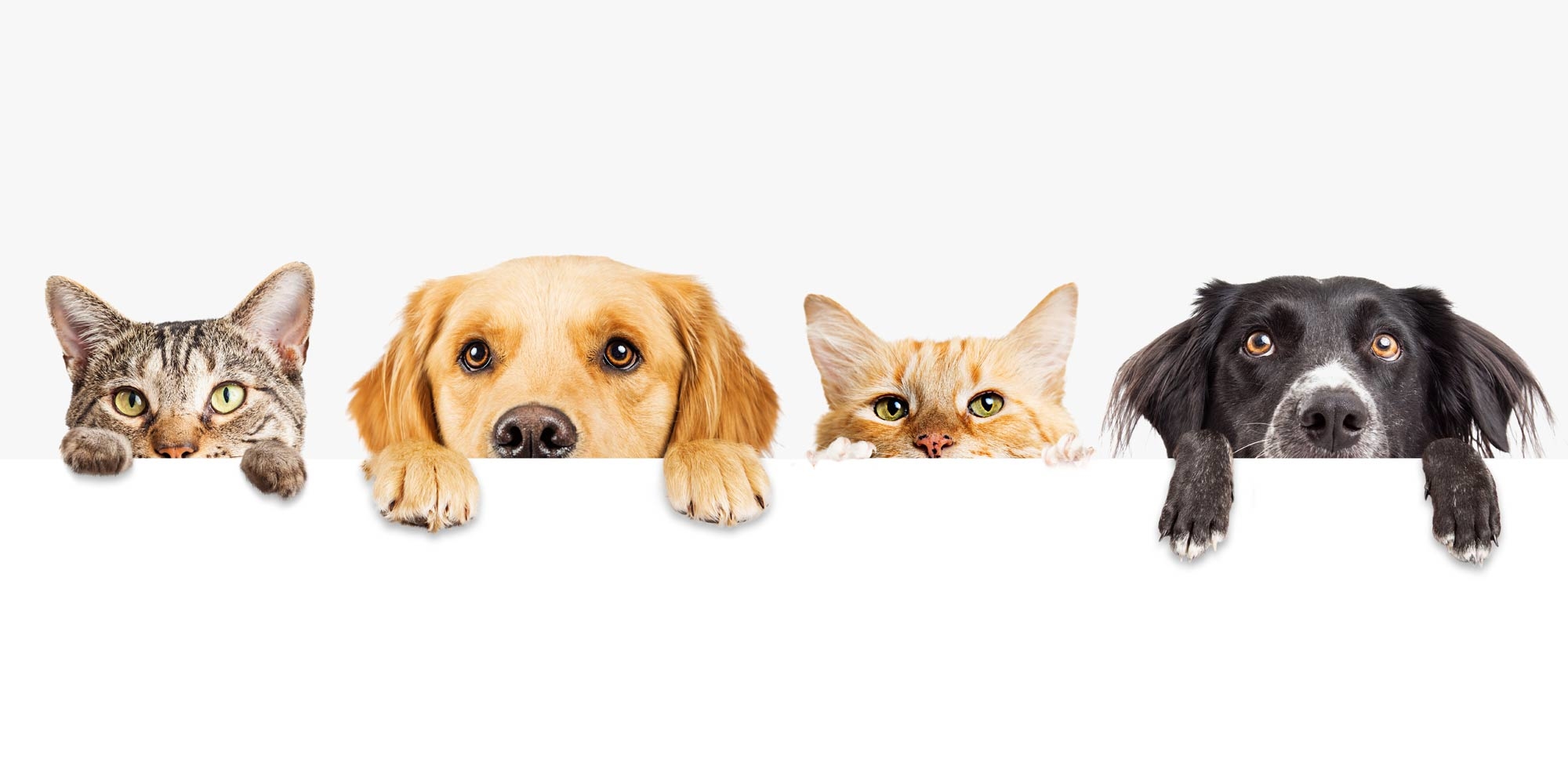 Alfie & Bella Logo Design Banner