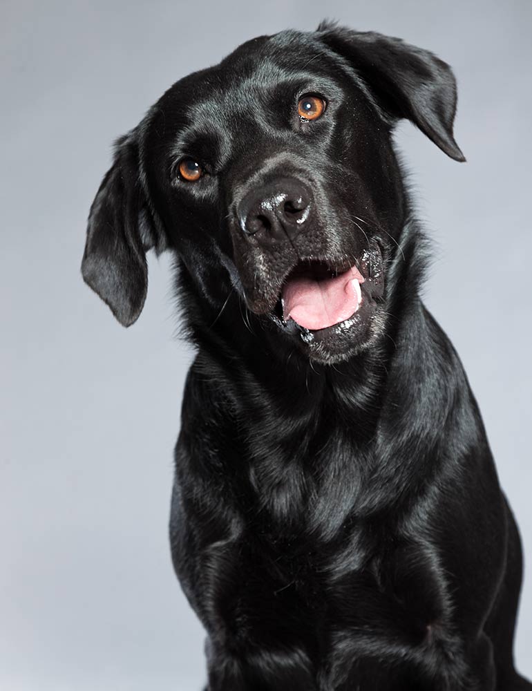 Penpont Labradors Logo Design