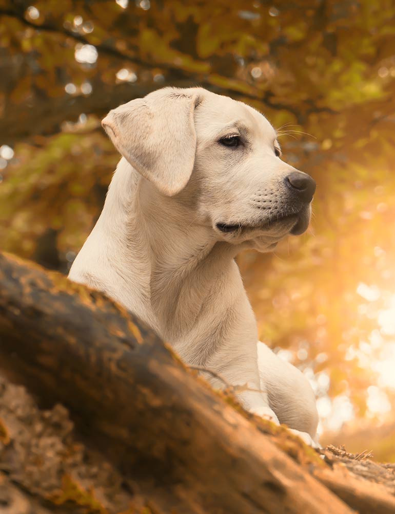 Penpont Labradors Logo Design
