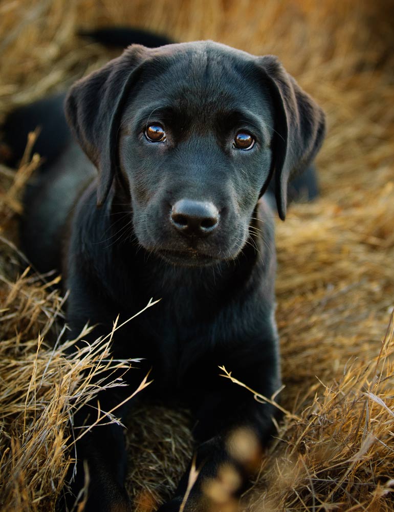Penpont Labradors Logo Design