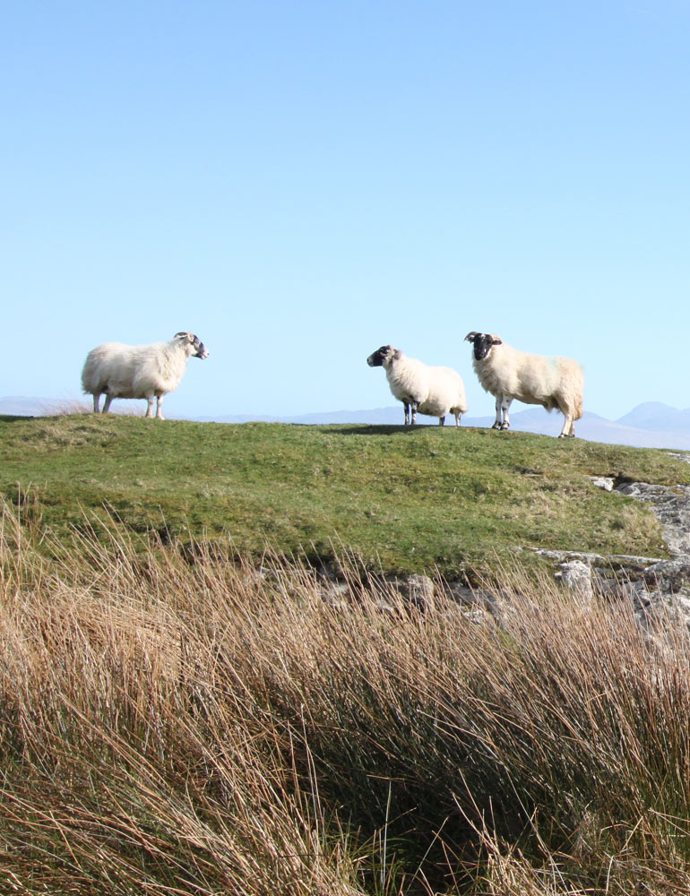 Colonsay Holidays